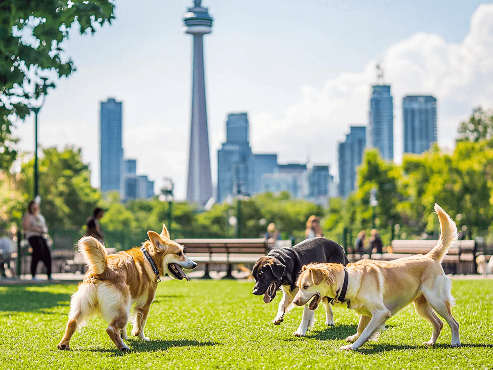 Top Dog-Friendly neighbourhoods in the Greater Toronto Area - Professional Pet Waste Services Toronto