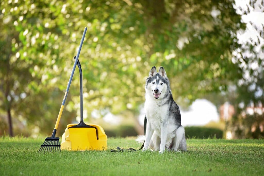 Professional dog waste removal in the Greater Toronto Area